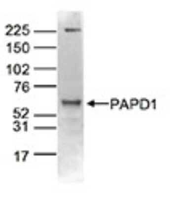 Western Blot: PAPD1 Antibody [NBP3-18648]