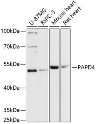 Western Blot: PAPD4 AntibodyAzide and BSA Free [NBP2-93923]