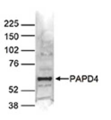 Western Blot: PAPD4 Antibody [NBP3-18647]