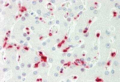 Immunohistochemistry-Paraffin: PAPD5 Antibody [NBP2-88011]