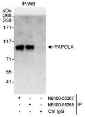 Immunoprecipitation: PAPOLA Antibody [NB100-55267]