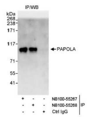 Immunoprecipitation: PAPOLA Antibody [NB100-55268]