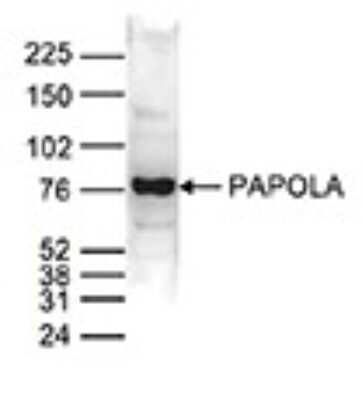 Western Blot: PAPOLA Antibody [NBP3-18653]