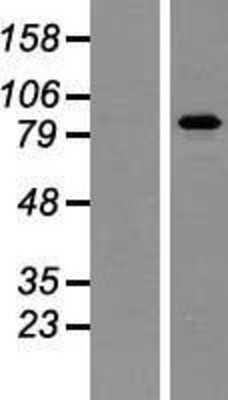 Western Blot: PAPOLA Overexpression Lysate [NBP2-05983]