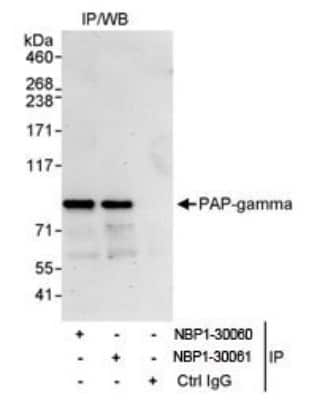 Immunoprecipitation: PAPOLG Antibody [NBP1-30060]