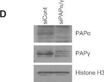 Knockdown Validated: PAPOLG Antibody [NBP1-30060]