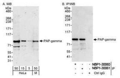 Western Blot: PAPOLG Antibody [NBP1-30061]