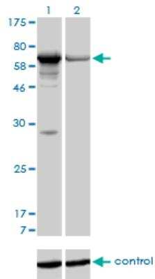 Western Blot: PAPSS1 Antibody (1F4) [H00009061-M05]