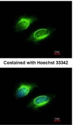 Immunocytochemistry/ Immunofluorescence: PAPSS1 Antibody [NBP1-33470]