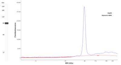 Simple Western: PAPSS1 Antibody [NBP2-13730]