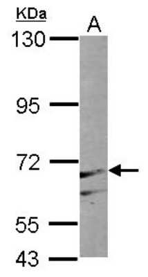 Western Blot: PAPSS1 Antibody [NBP1-33470]