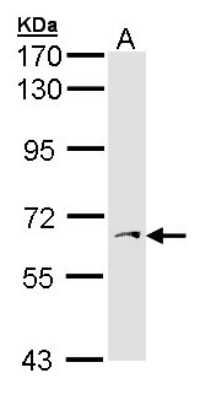 Western Blot: PAPSS1 Antibody [NBP1-33470]