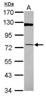 Western Blot: PAPSS1 Antibody [NBP2-19692]