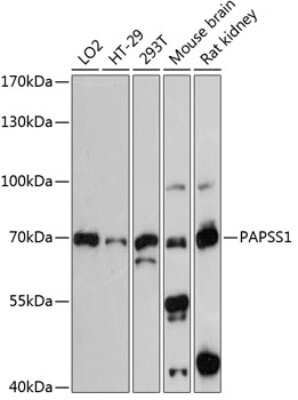 Western Blot: PAPSS1 AntibodyAzide and BSA Free [NBP2-94650]