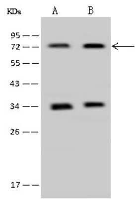 Western Blot: PAPSS1 Antibody [NBP2-97681]