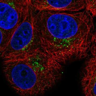 Immunocytochemistry/ Immunofluorescence: PAQR4 Antibody [NBP2-57840]