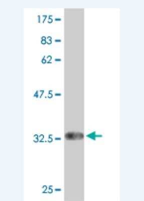 Western Blot: PAQR5 Antibody (1F4) [H00054852-M01]