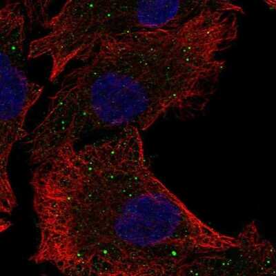 Immunocytochemistry/ Immunofluorescence: PAQR5 Antibody [NBP2-57322]