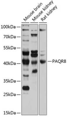 Western Blot: PAQR8 AntibodyAzide and BSA Free [NBP2-93893]