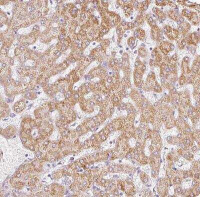 Immunohistochemistry-Paraffin: PAQR9 Antibody [NBP2-30402]