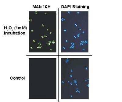 Immunocytochemistry/ Immunofluorescence: PAR/pADPr Antibody (10H) [NBP2-89039]