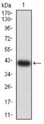 Western Blot: PAR1/Thrombin Receptor Antibody (5E2E6)BSA Free [NBP2-61770]