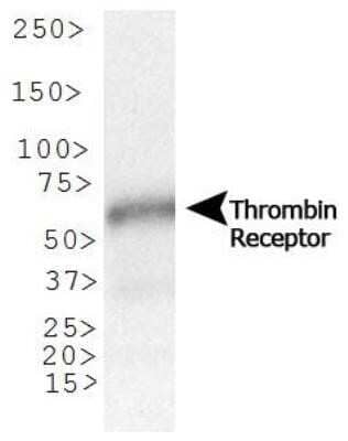 Western Blot: PAR1/Thrombin Receptor Antibody (N2-11)Azide and BSA Free [NBP2-80904]