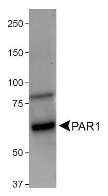 Western Blot: PAR1/Thrombin Receptor Antibody (N2-11) [NBP1-71770]