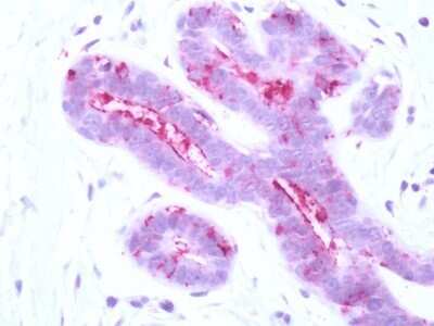 Immunohistochemistry-Paraffin: PAR3/Thrombin Receptor-like 2 Antibody [NLS261]