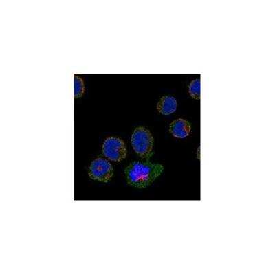 Immunocytochemistry/ Immunofluorescence: PAR4 Antibody [NBP3-17410]