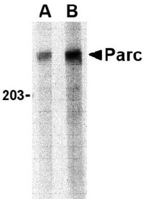 Western Blot: PARC AntibodyBSA Free [NBP1-77222]