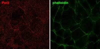 Immunocytochemistry/ Immunofluorescence: PARD3/Par3 Antibody [NBP1-88861]