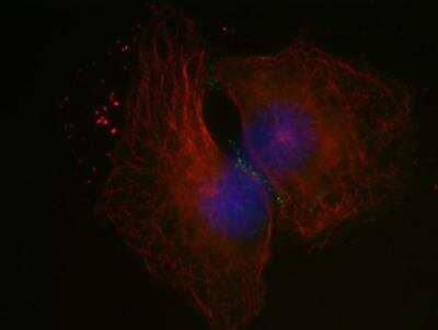 Immunocytochemistry/ Immunofluorescence: PARD3/Par3 Antibody [NBP1-88861]