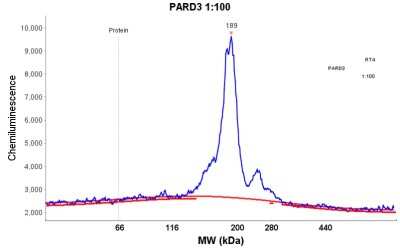 Simple Western: PARD3/Par3 Antibody [NBP1-88861]
