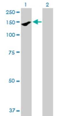 Western Blot: PARD3/Par3 Antibody [H00056288-B01P]