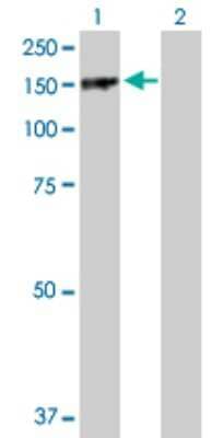 Western Blot: PARD3/Par3 Antibody [H00056288-D01P]