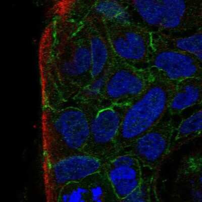 Immunocytochemistry/ Immunofluorescence: PARD3B Antibody [NBP1-89114]