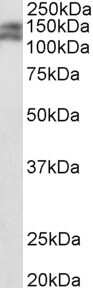 Western Blot: PARD3B Antibody [NBP1-97771]