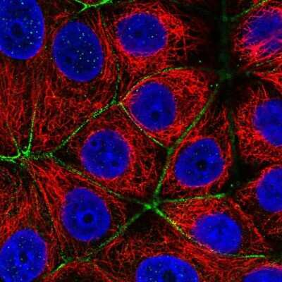 Immunocytochemistry/ Immunofluorescence: PARD6A Antibody [NBP2-38487]