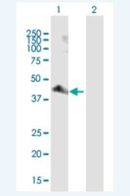 Western Blot: PARD6A Antibody [H00050855-B01P-50ug]