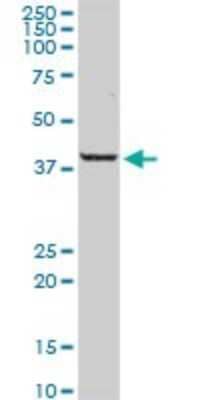 Western Blot: PARD6A Antibody [H00050855-D01P]