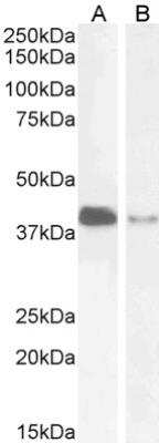 Western Blot: PARD6A Antibody [NB300-953]