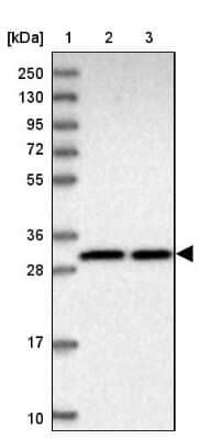 Western Blot: PARD6A Antibody [NBP2-38487]