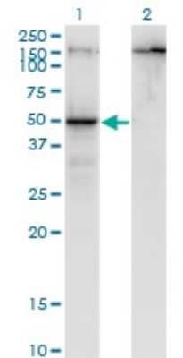 Western Blot: PARD6B Antibody (1C4) [H00084612-M01]