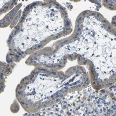 Immunohistochemistry-Paraffin: PARD6B Antibody [NBP1-87337]