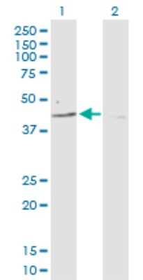 Western Blot: PARD6B Antibody [H00084612-D01P]