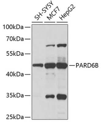 Western Blot: PARD6B AntibodyBSA Free [NBP2-93357]