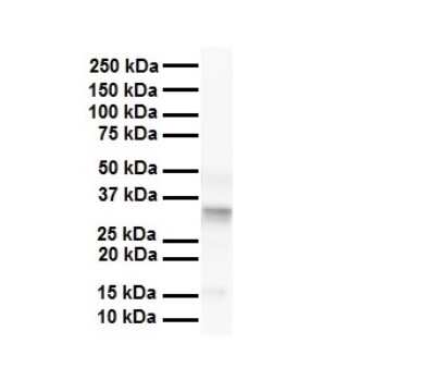 Western Blot: PARD6B Antibody [NBP3-10560]