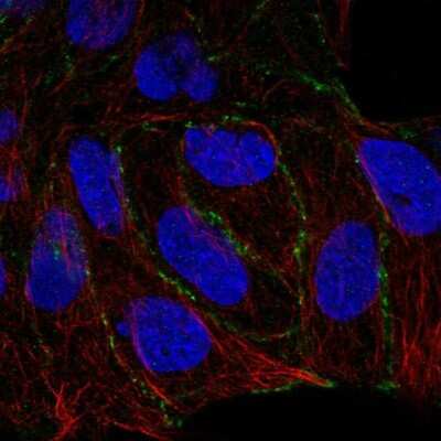 Immunocytochemistry/ Immunofluorescence: PARD6G Antibody [NBP2-30757]