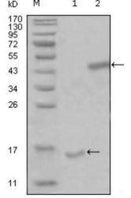 Western Blot: PARL Antibody (8C4B2)BSA Free [NBP1-51546]